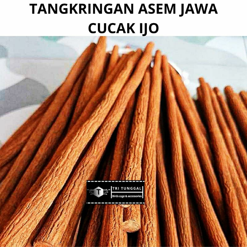 tangkringan asem jawa cucak ijo,cendet,kenari,kacer great A super tangkringan burung cucak ijo