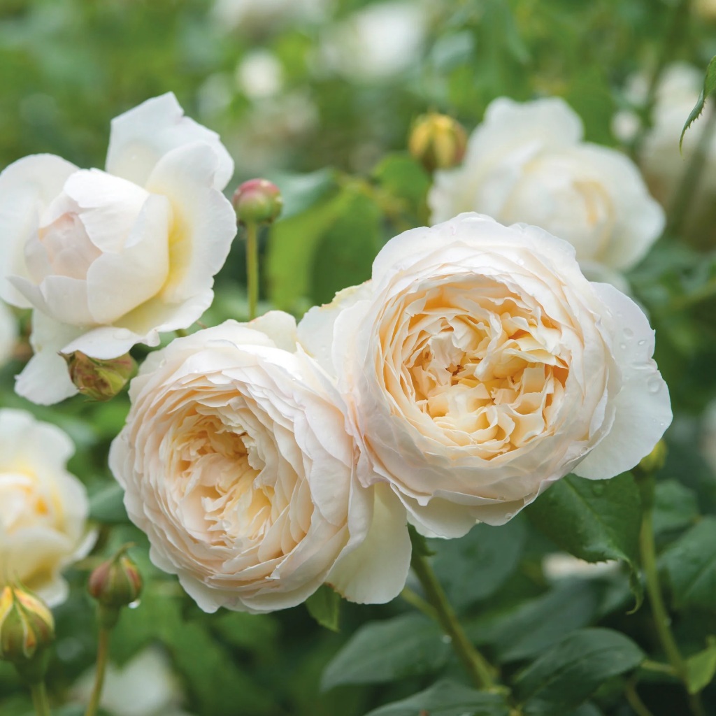 Mawar Import Claire Austin - Claire Austin Rose - David Austin Rose