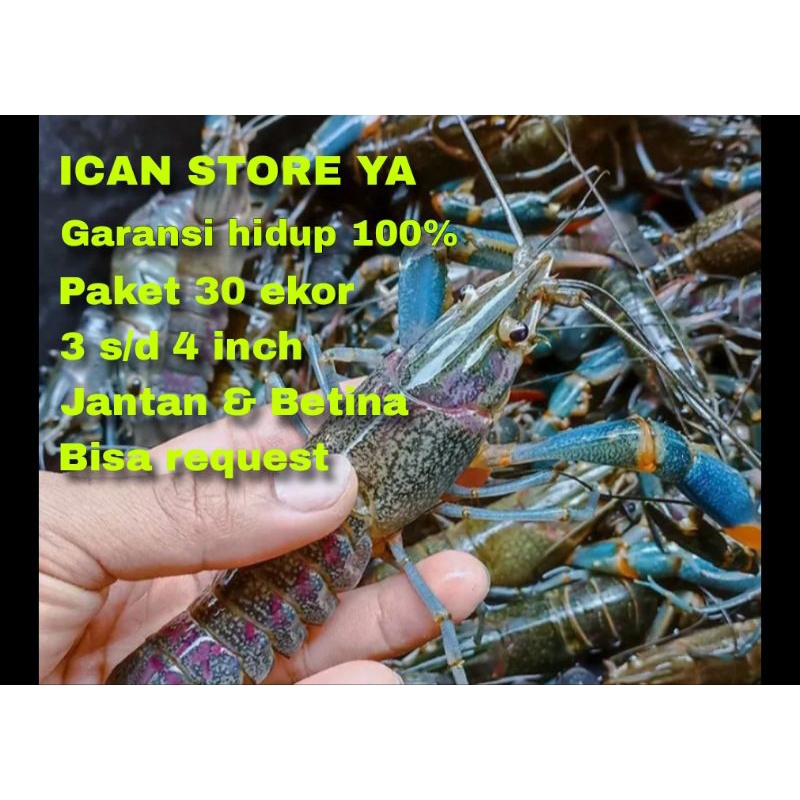 

LOBSTER AIR TAWAR 3 INCH ISI 30 JANTAN DAN INDUKAN