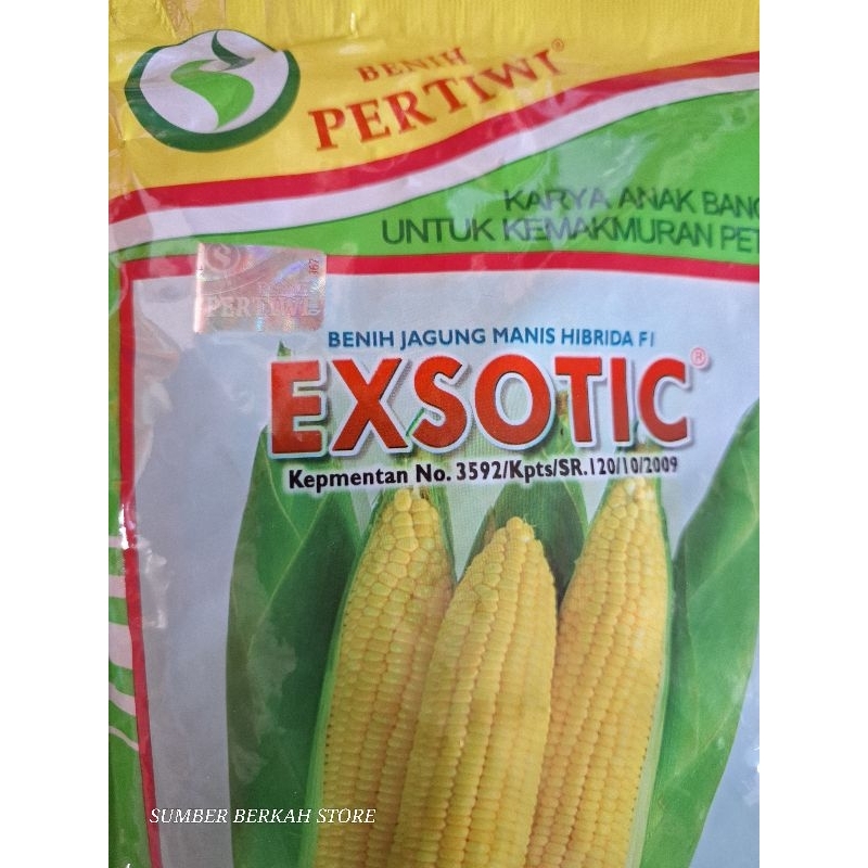 Bibit jagung manis Exsotic