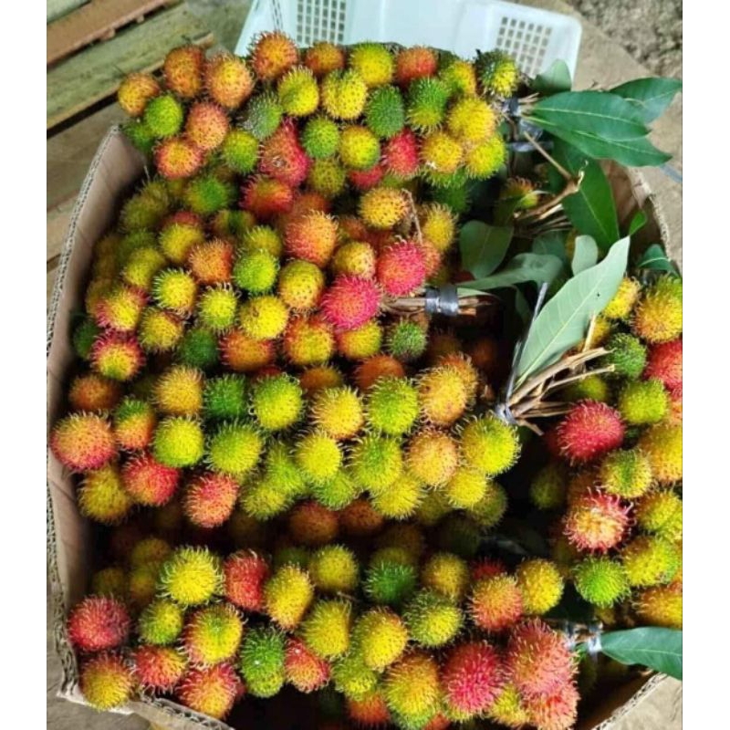 

BUAH RAMBUTAN RAFIA MANIS SEGAR FRESH 1KG TANPA RANTING