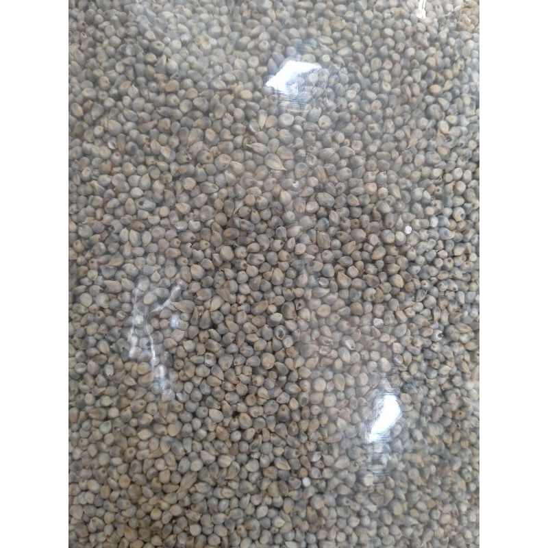

Bajra seed @500gr