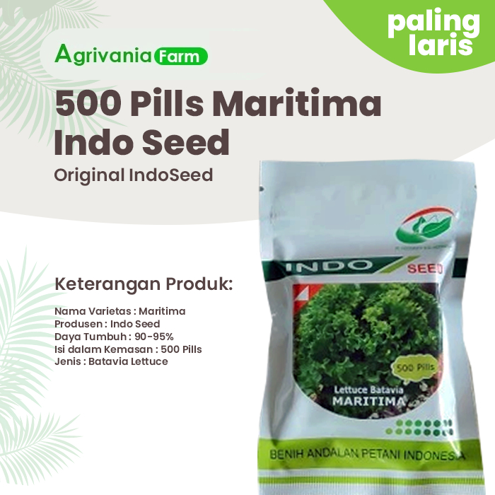 500 Pills Benih Bibit Selada Batavia Maritima Enza Zaden Indo Seed Pabrik