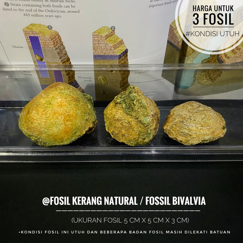 Fosil Kerang Purba Natural A3 atau Fosil Bivalvia atau Fosil Keong atau Fosil Kijing Temuan