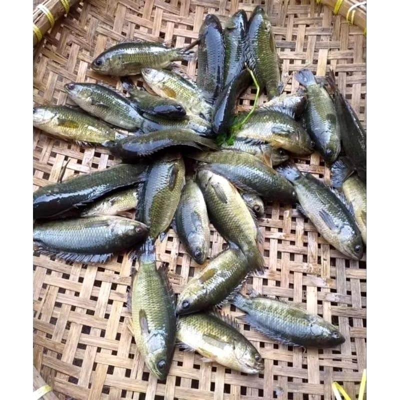 Ikan Betok/Betik Hidup | Papuyu Hidup All Size