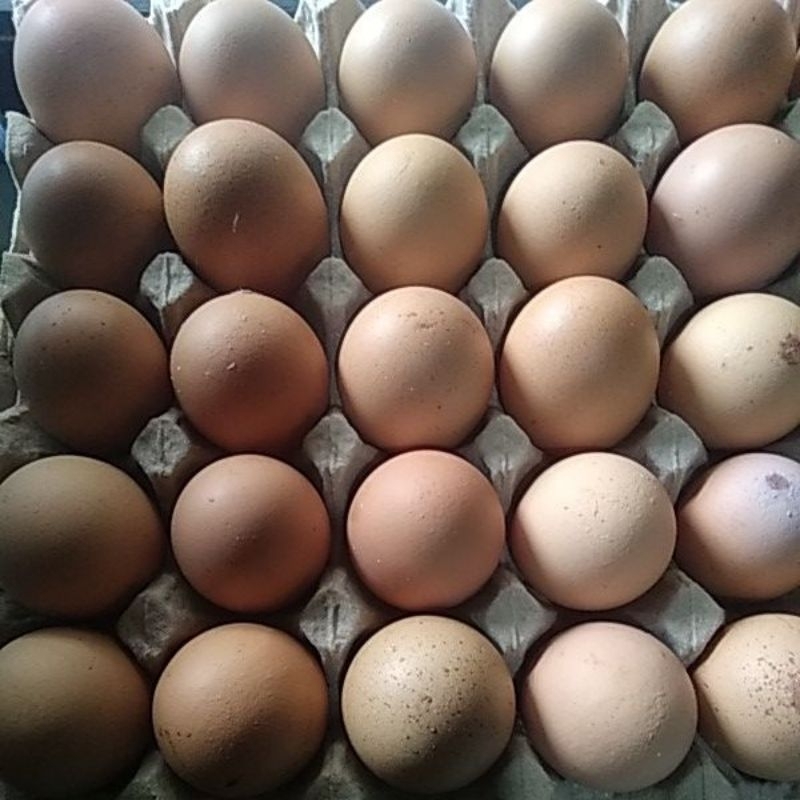 

Toko Bu Wiwit Ready Telur Ayam Negeri Premium Original