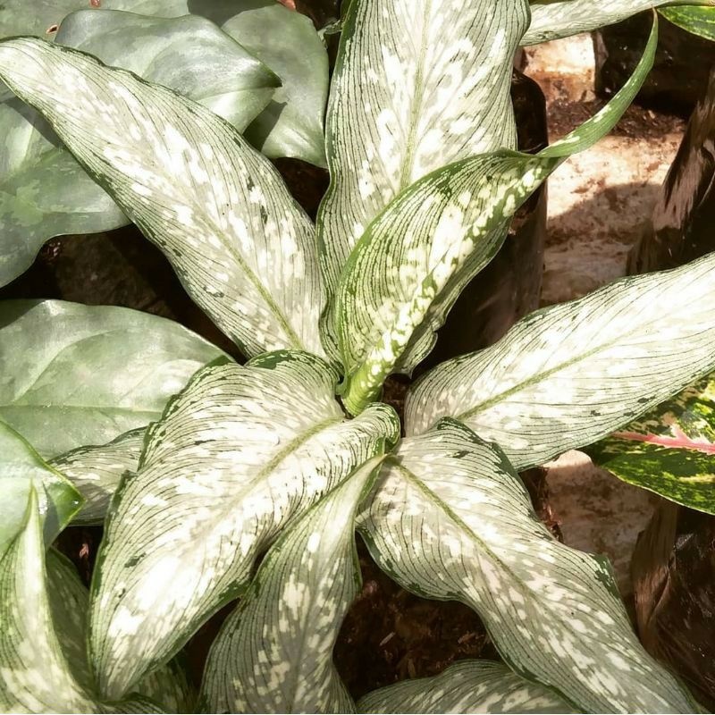 DIVEN SELENDANG PUTRI