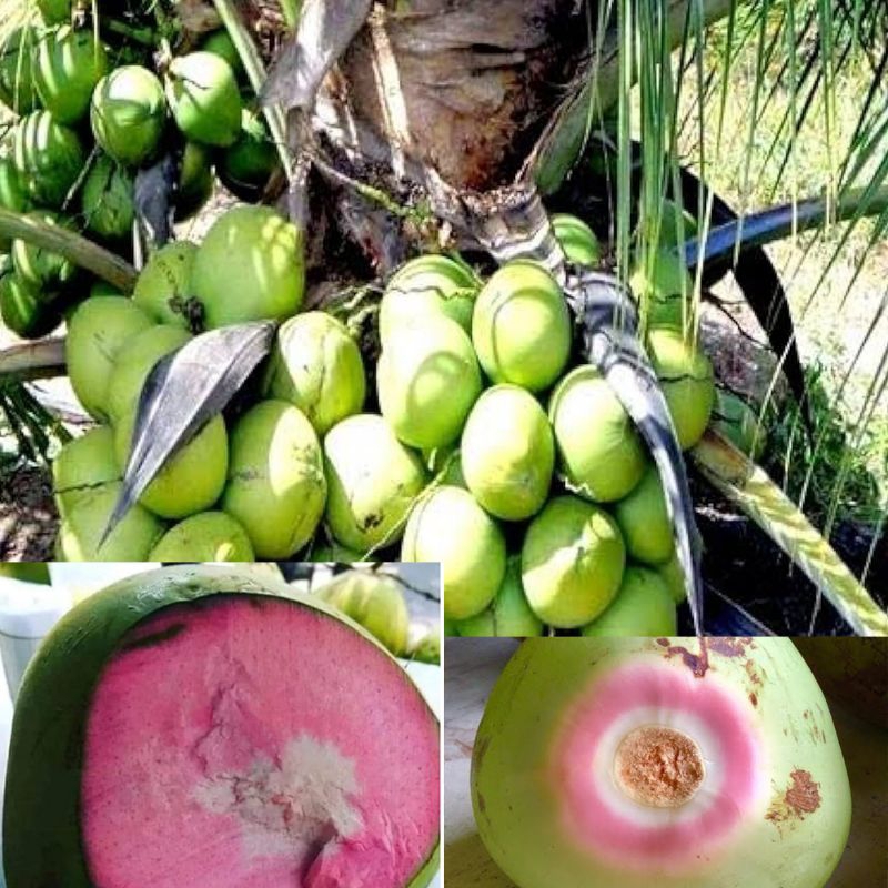 bibit kelapa Wulung Hibrida genjah unggul
