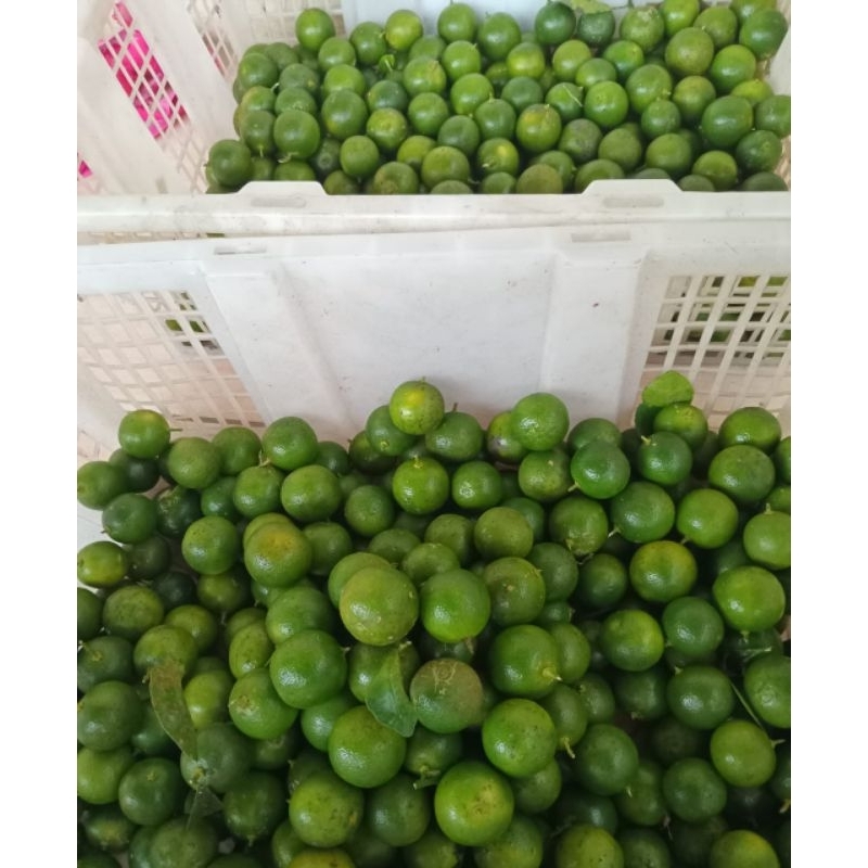 

Jeruk Sonkit / Jeruk Kasutri 500gr