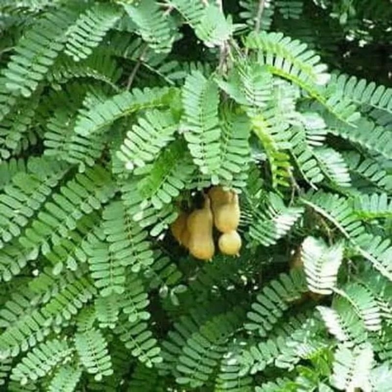

Daun Asam Jawa