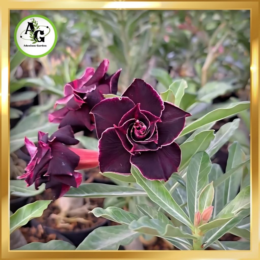 Tanaman Hias Adenium Tumpuk Size A Hasil Grafting Bukan Orian Bunga Tumpuk - Spesial Warna Hitam Dan