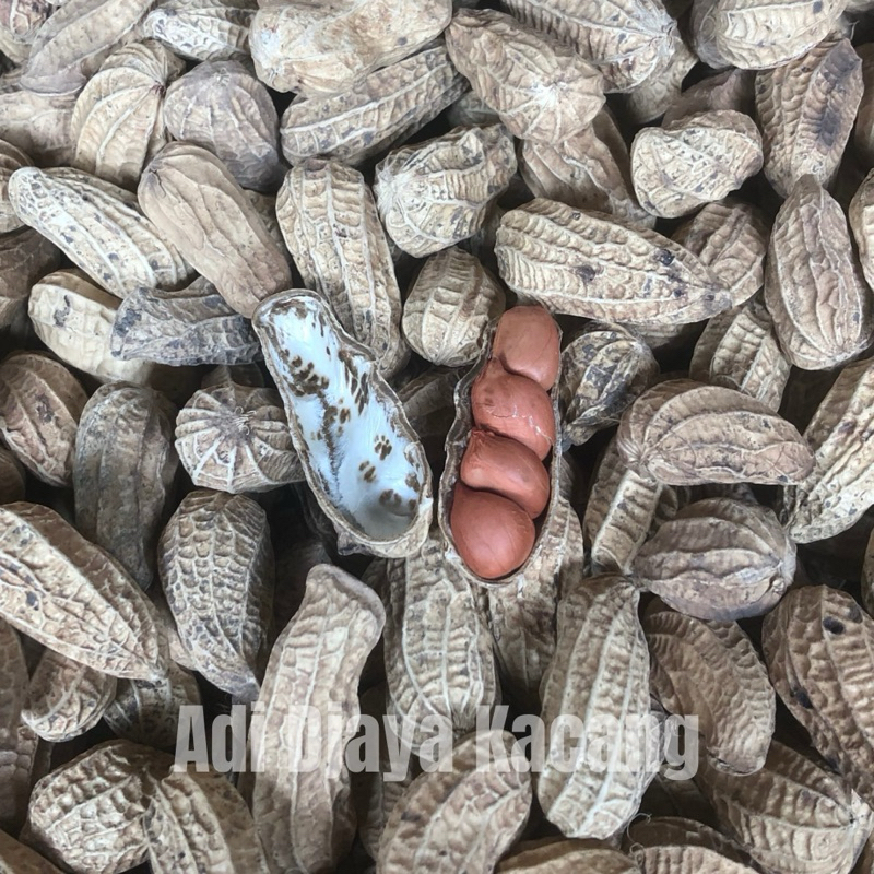 

KACANG SANGRAI PASIR BENDO Kemasan 1-5 Kg