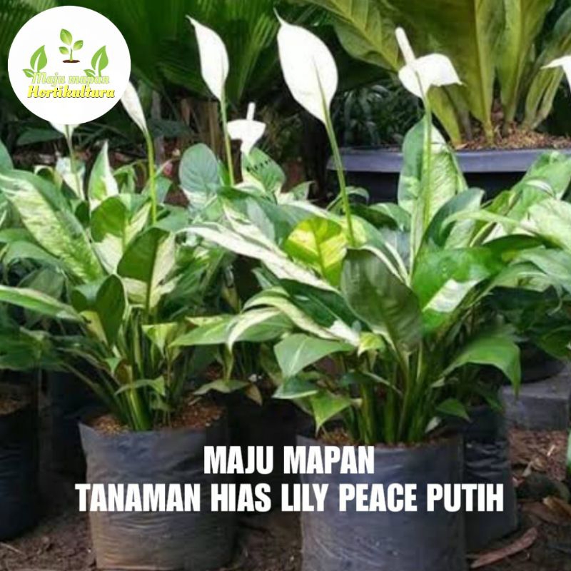 TANAMAN HIAS PEACE LILY (BUNGA PEACE LILY) SIAP PAJANG