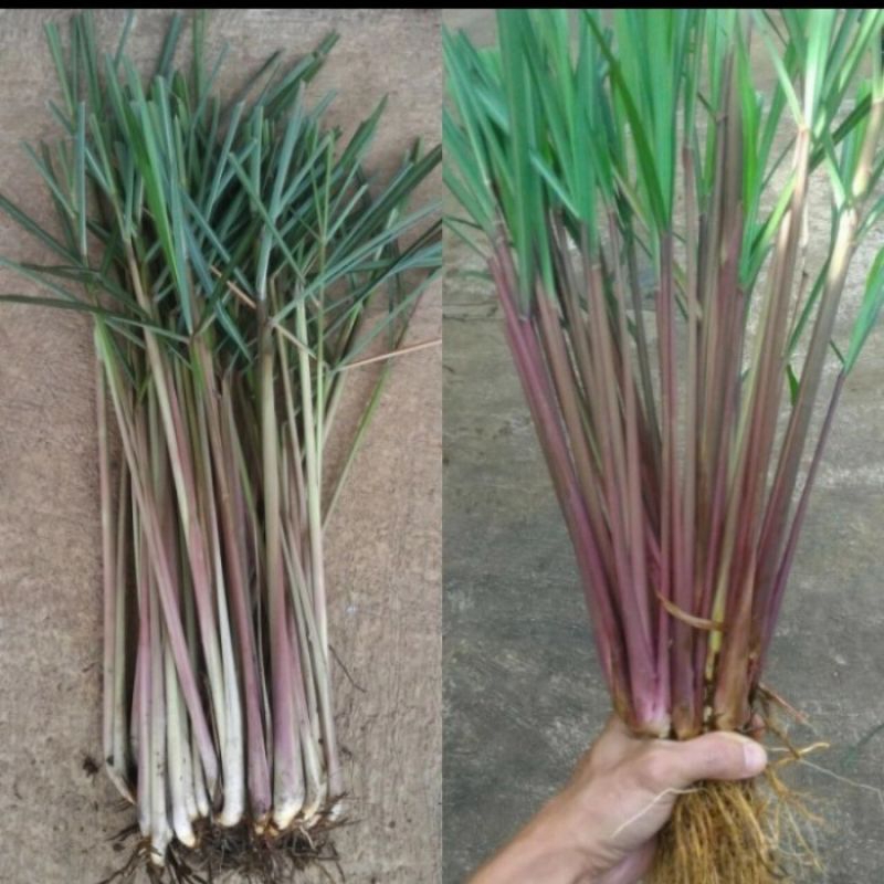 bibit serai merah /serai wangi 1kg