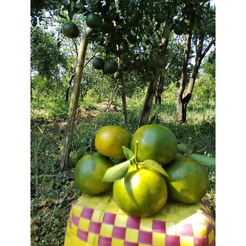 

jeruk manis siam keprok madu 1kg
