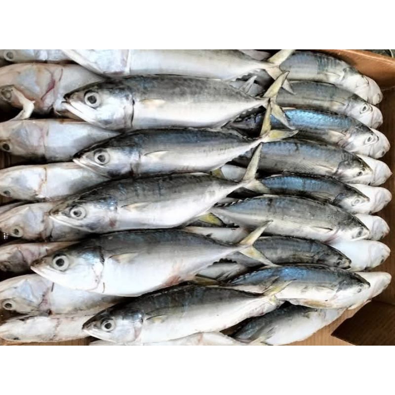 

IKAN BANYAR 5-6 | KEMBUNG SUPER | FRESH FROZEN