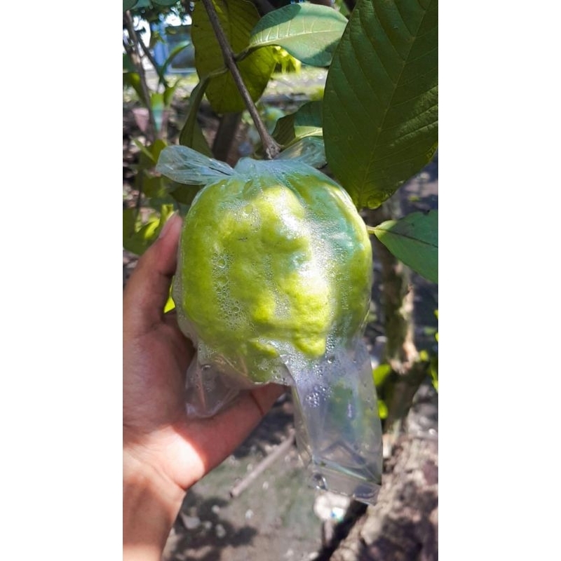 

JAMBU KRISTAL JUMBO GRAND A