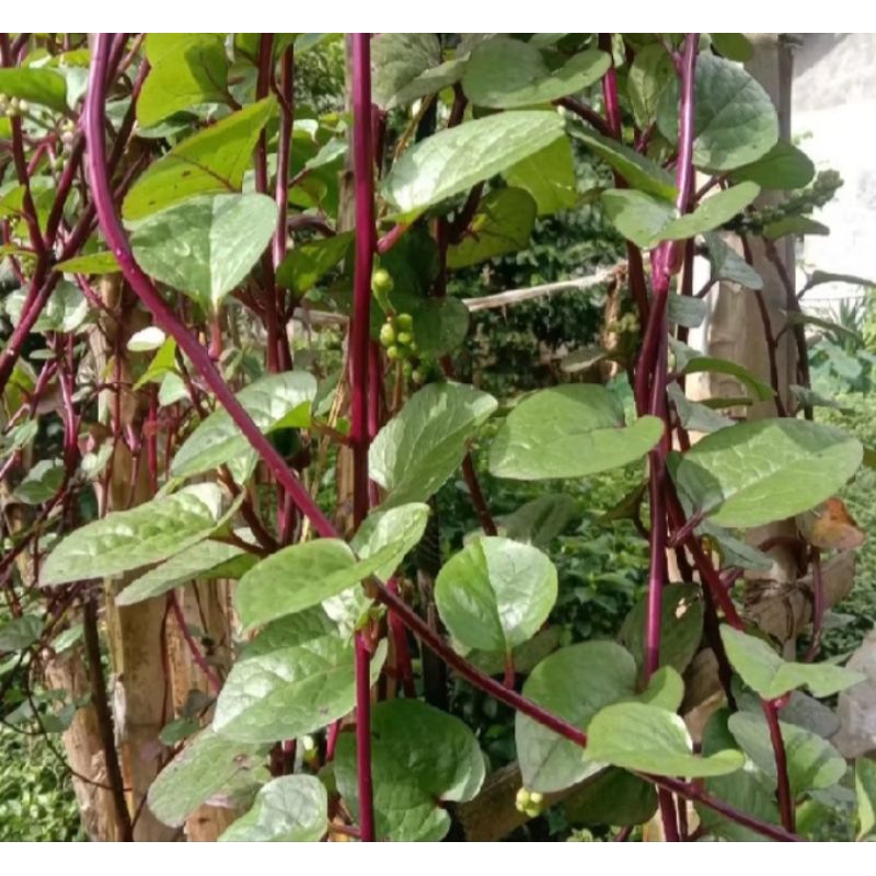 

daun binahong herbal alami berkualitas 100 lembar