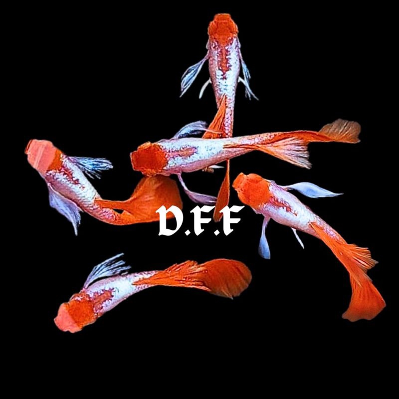 

kardus packing-albin0 pl4tinum red t4il k0i