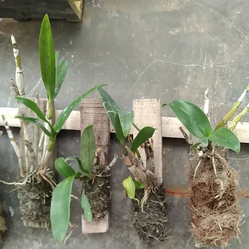 Keiki / anakan anggrek