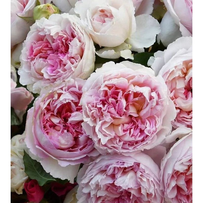 Mawar Import Traumerei - Traumerei Rose - Mawar Jepang