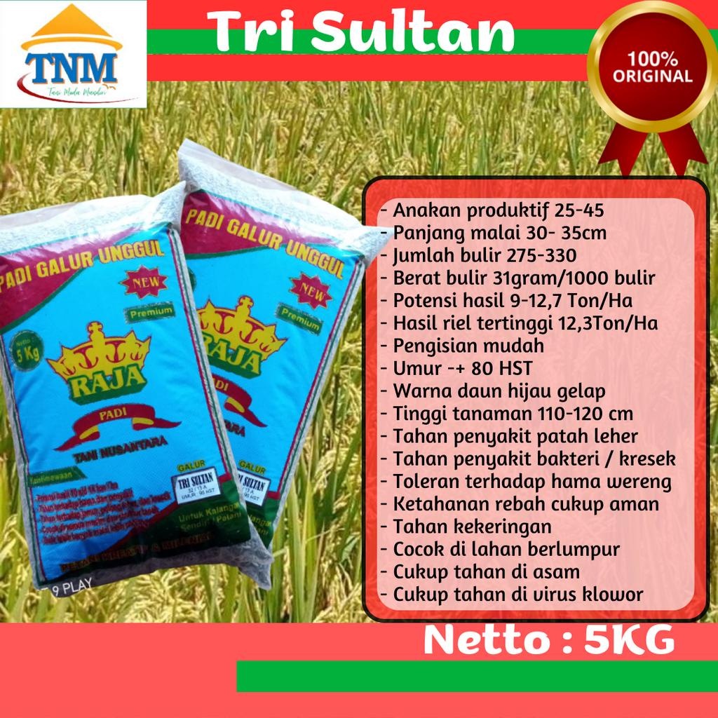 Biji Padi Tahan Blast Tri Sultan 5KG