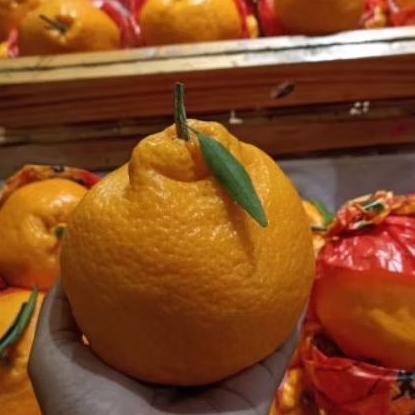 

Buah jeruk dekopon jumbo size manis segar XXL -+6 kg