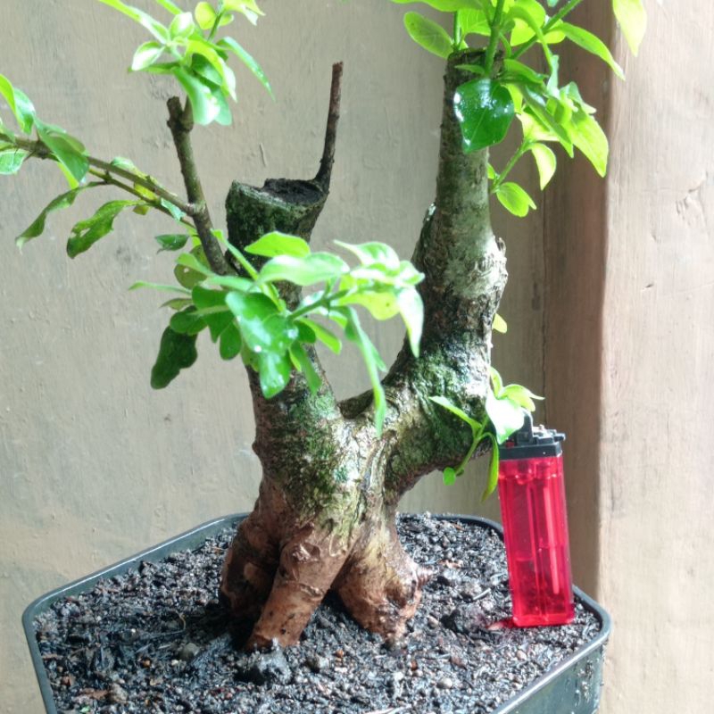 bahan bonsai gulgum(gulo gumantung) realpic