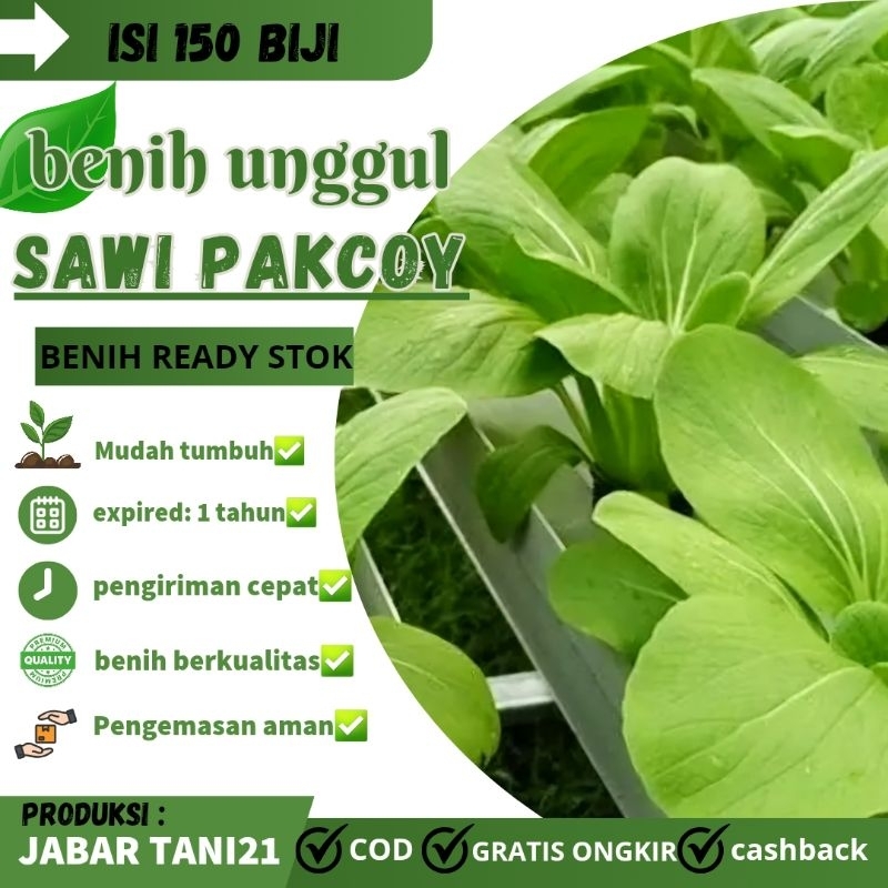 150 biji- BENIH SAWI PAKCOY|BIJI SAWI PAKCOY