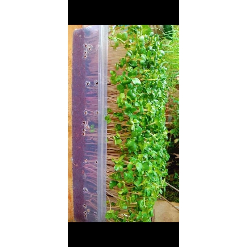 

Red Radish microgreens