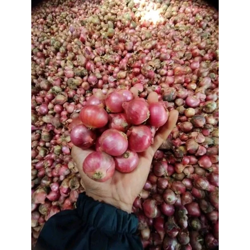 

Bawang merah garut super 1kg