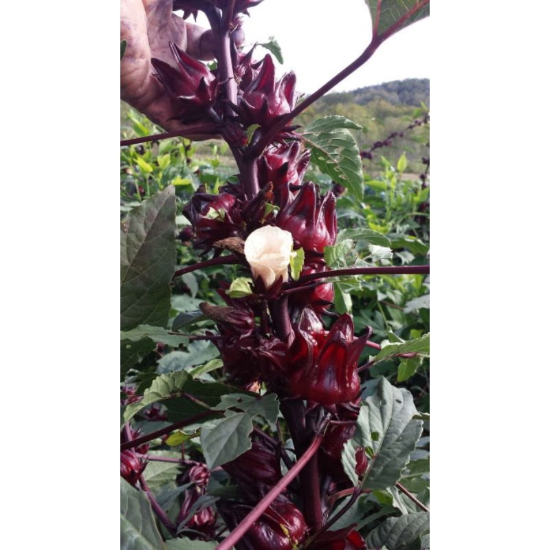 

100gr Teh Bunga Rosella ungu