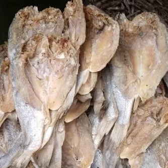 

IKAN BELAMA/SELUNGSUNGAN
