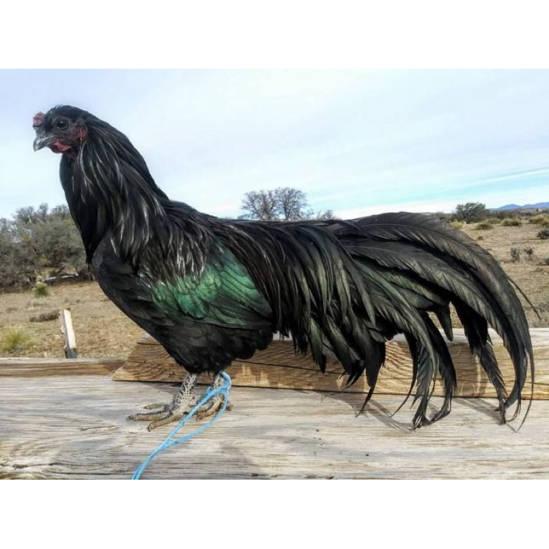 

TELUR FERTIL AYAM BLACK SUMATRA UNTUK DI TETASKAN