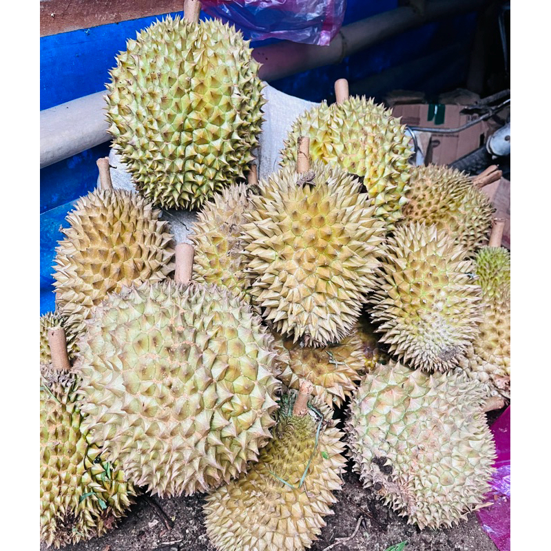 Durian Montong Utuh