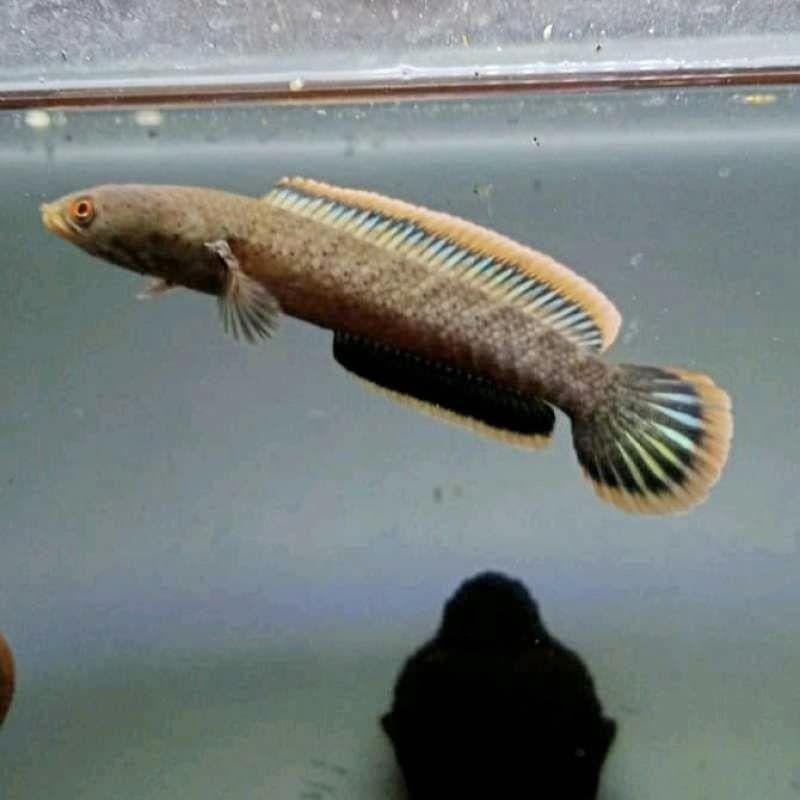 LIMBATA (WC) JUMBO 17-22CM