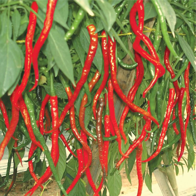

CABAI MERAH KERITING-1000 GR/1 KG PANEN SENDIRI