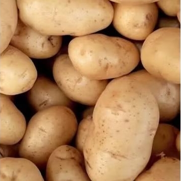 

Kentang Grade A-B besar 1kg