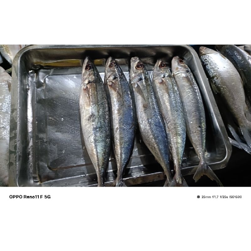 

ikan layang