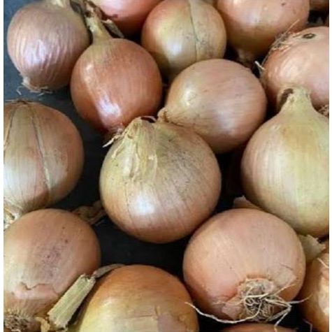 

Bawang Bombay BESAR 6080 Kemasan 1 kg