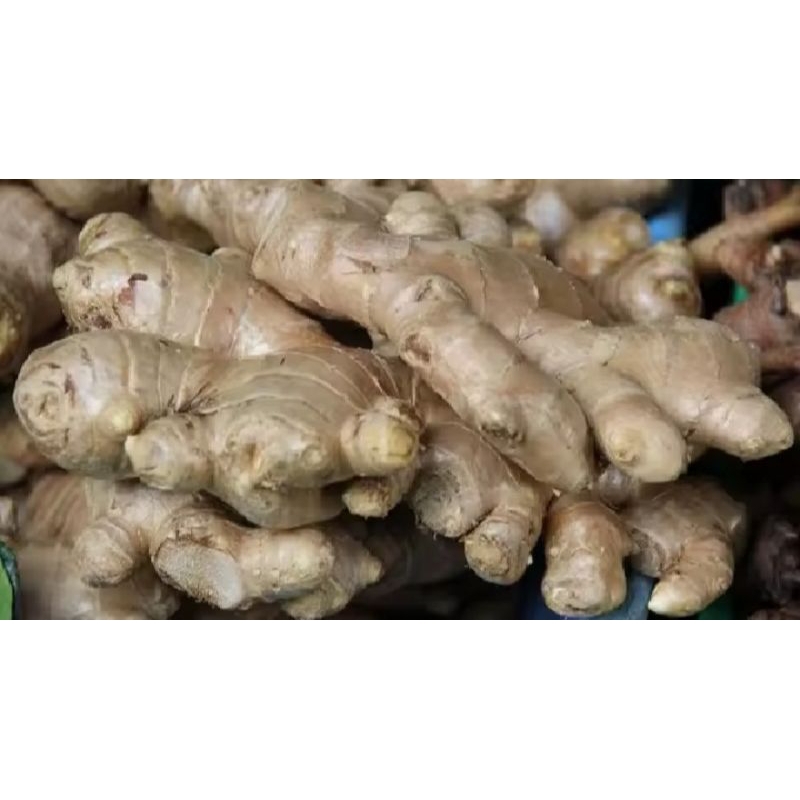 

JAHE GAJAH 1 KG