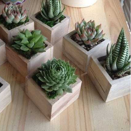 Pot Tanaman  Kayu Pot Kayu Kecil Pot Aesthetic Ukuran 8 x 8 cm