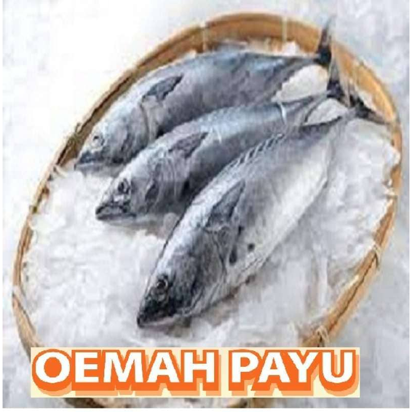 

Ikan Tongkol 1 Kg - Seafood By Oemahpayu