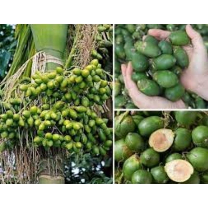 

PROMO BUAH PINANG MUDA ASLI 250G