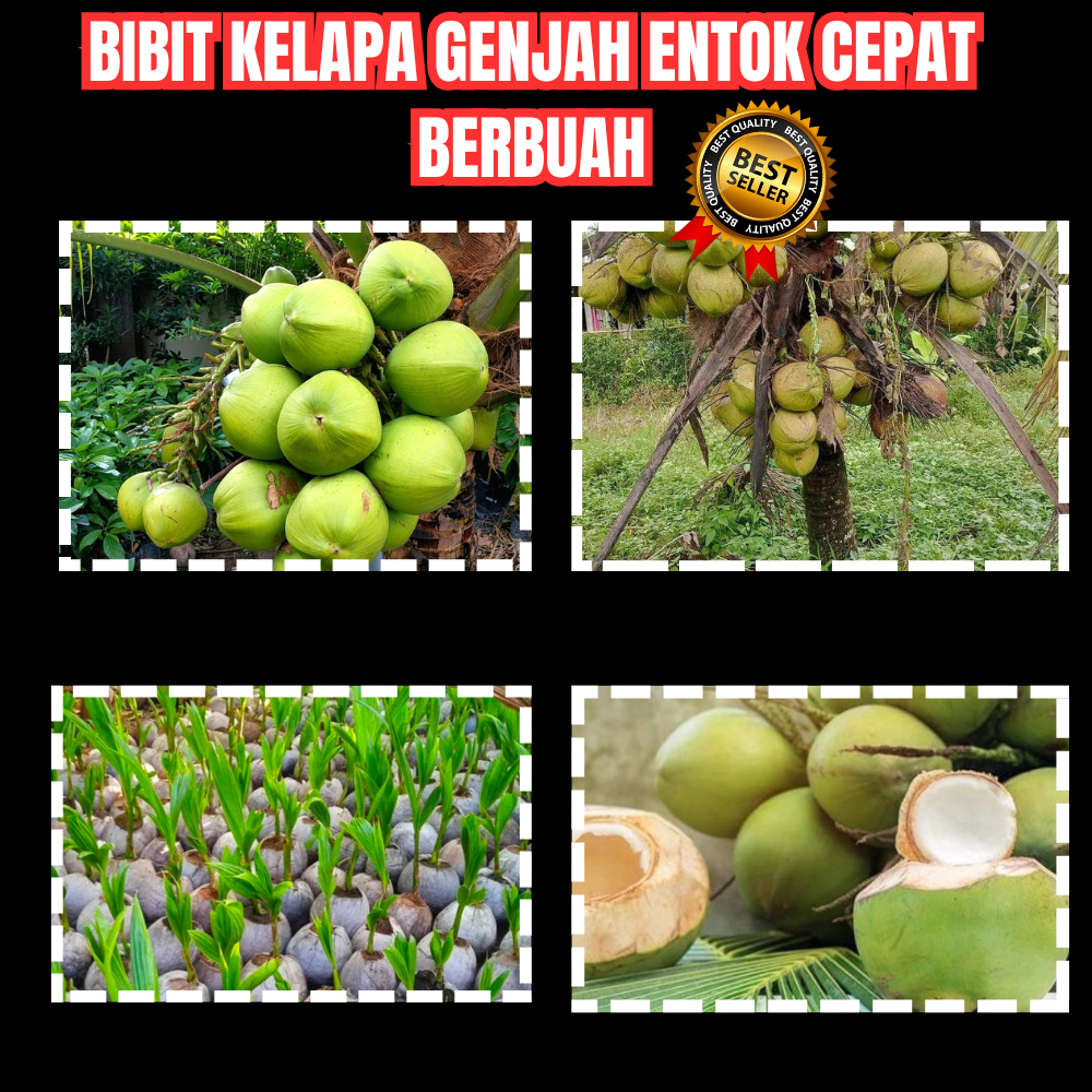 TERBAIK  Bibit Kelapa Genjah Entok Asli Kebumen, Bibit Kelapa Genjah Entok Murah