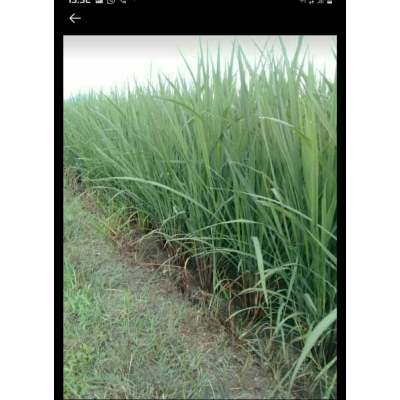 BENIH PADI INPAGO 12 AGRITAN KEMASAN 1KG