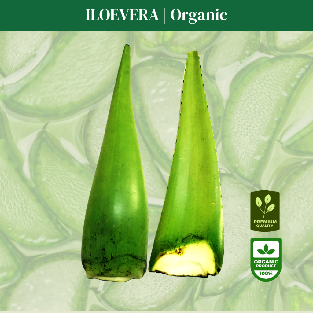 

Lidah Buaya Premium >500g, Ukuran Jumbo, Manfaat Maksimal