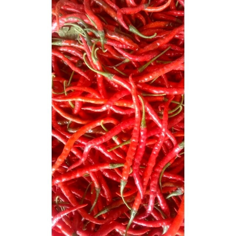 

CABE KRITING FRESH 1KG RAMPING CABE GARUT FRESH