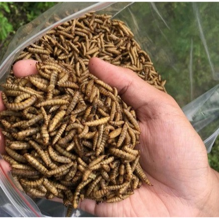 MAGGOT KERING BSF 50gr Larva Lalat Pakan Makanan Ikan