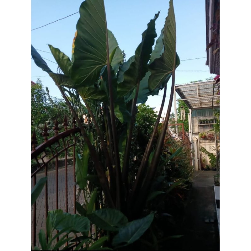 Alocasia Macrorrhiza Hitam/ Alocasia Black Stem/ Sente Hitam Bali
